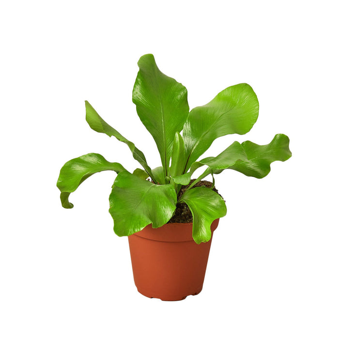 Mini Pre-Pack #2 | House Plant Wholesale Bundle