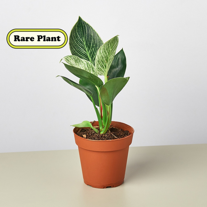Mini Pre-Pack #3 | House Plant Wholesale Bundle