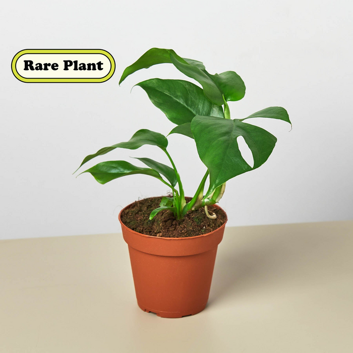 Mini Pre-Pack #2 | House Plant Wholesale Bundle