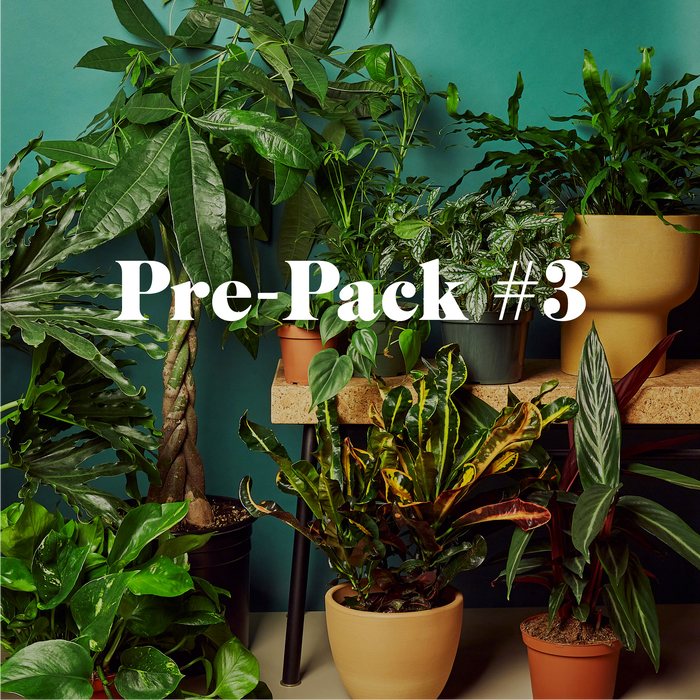 Pre-Pack #3 | House Plant Wholesale Bundle