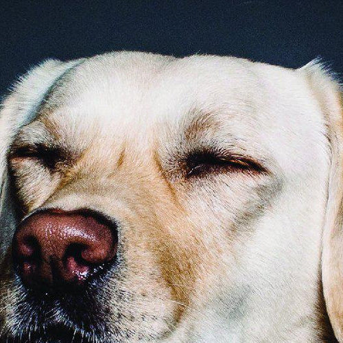 5 Pet-Friendly Plants for your home