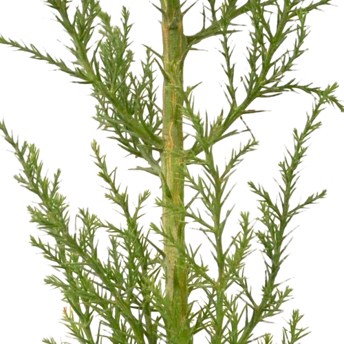 New Trees. New Responsibilities