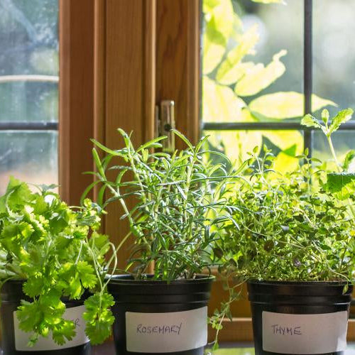 Different direction of your windows can provide different levels of lighting.