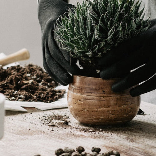 A guide for choosing the right container for your plant.