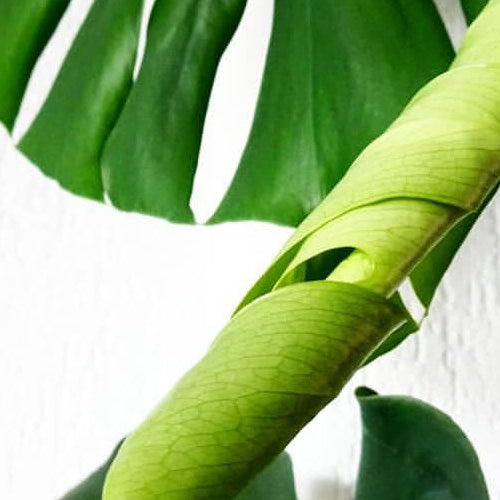 Spotting your plants new growth