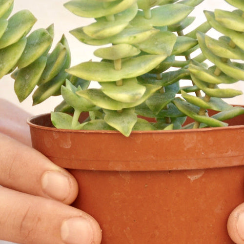 How to Repot Houseplants