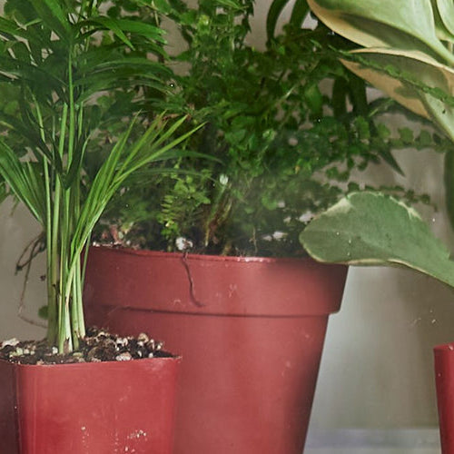 Are Plants Good for Your Skin?