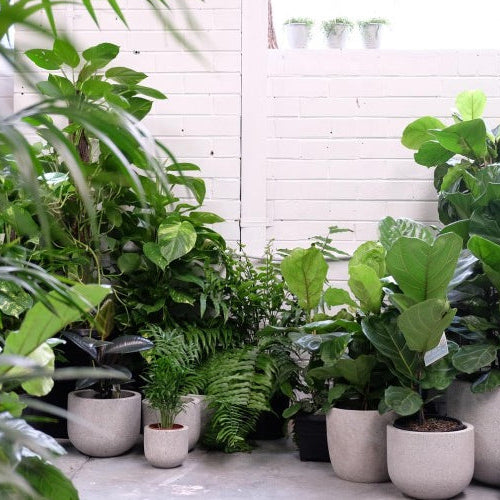 Best Indoor Summer Plants.