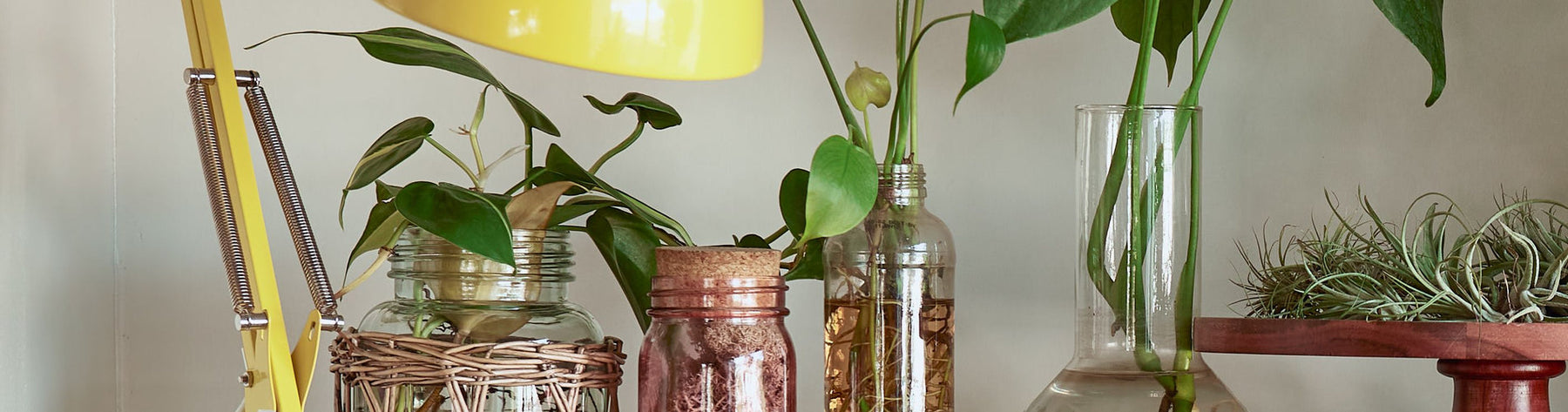 12 Houseplants for a Healthy Home.