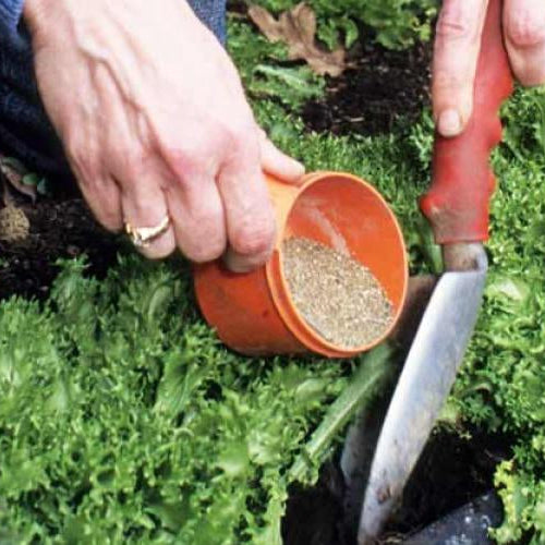 Do we need to fertilize our indoor plant?