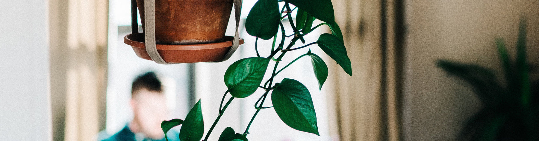 Did you know Indoor Houseplants are healthy for you?