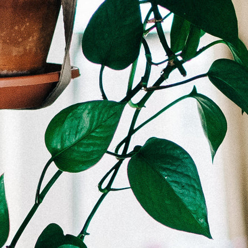 Did you know Indoor Houseplants are healthy for you?