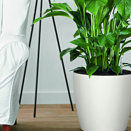 Goods to make your #Plantlyf easier!