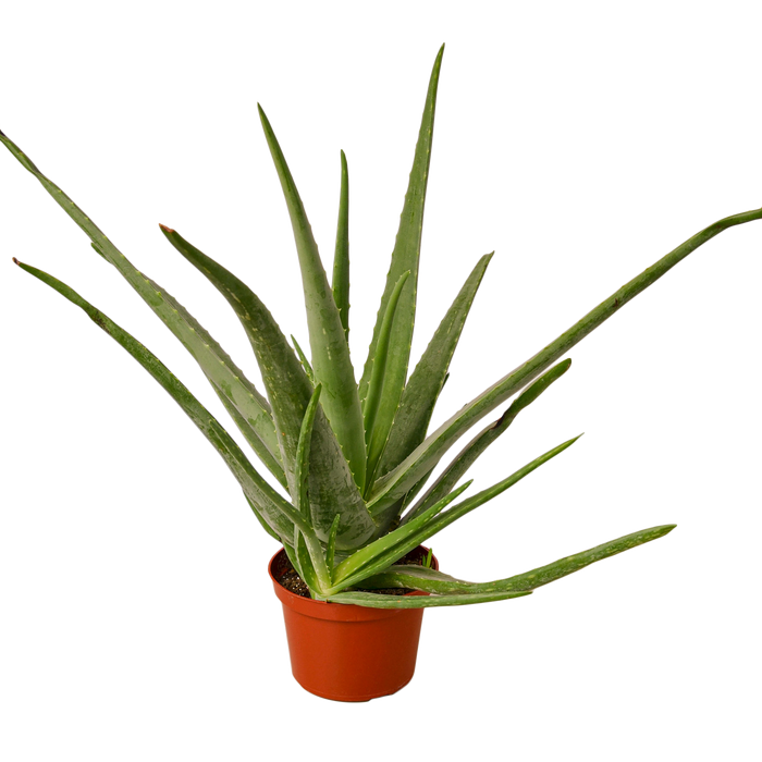 where can i purchase an aloe vera plant Aloe Vera | Indoor Plant | Tropical Plant | Potted Plant