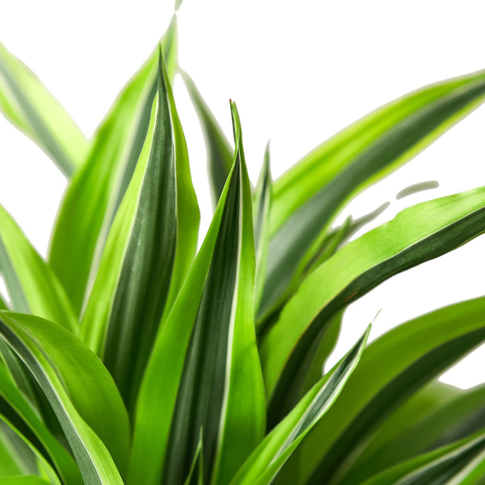Dracaena 'Lemon Lime'