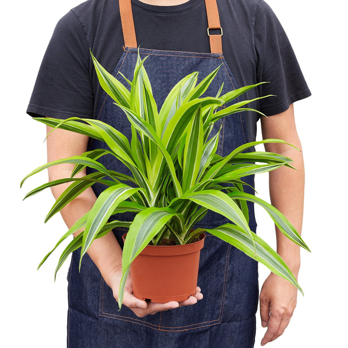 Dracaena 'Lemon Lime'