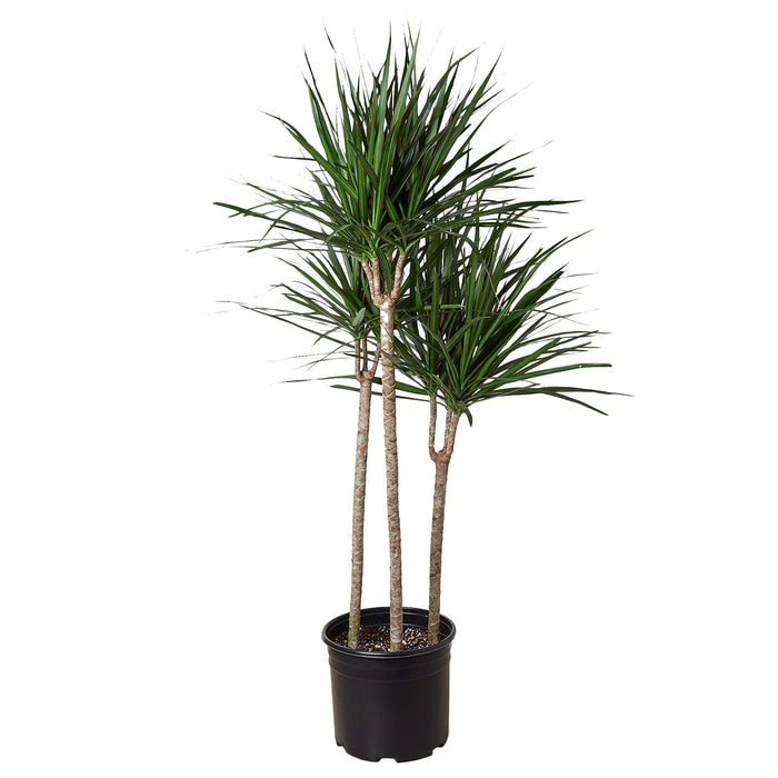 dracaena elegans Dracaena 'Marginata Cane' | Indoor Plant | Tropical Plant