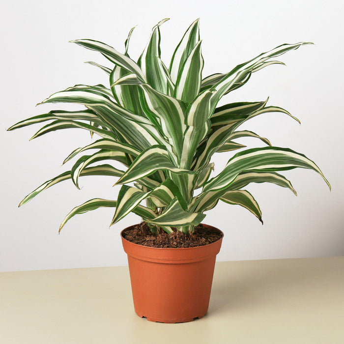 dracaena warneckii Dracaena Warneckii 'White Jewel' | Indoor Plant | Tropical Plant | Potted Plant