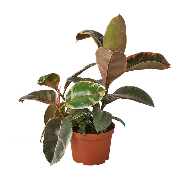 ruby indoor plant Ficus Elastica 'Ruby Pink'