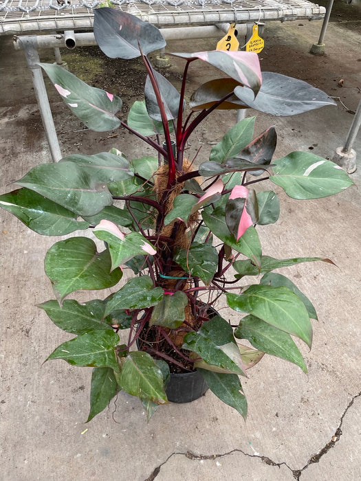 a pink princess philodendron Philodendron 'Pink Princess' | Indoor Plant | Tropical Plant | Potted Plant