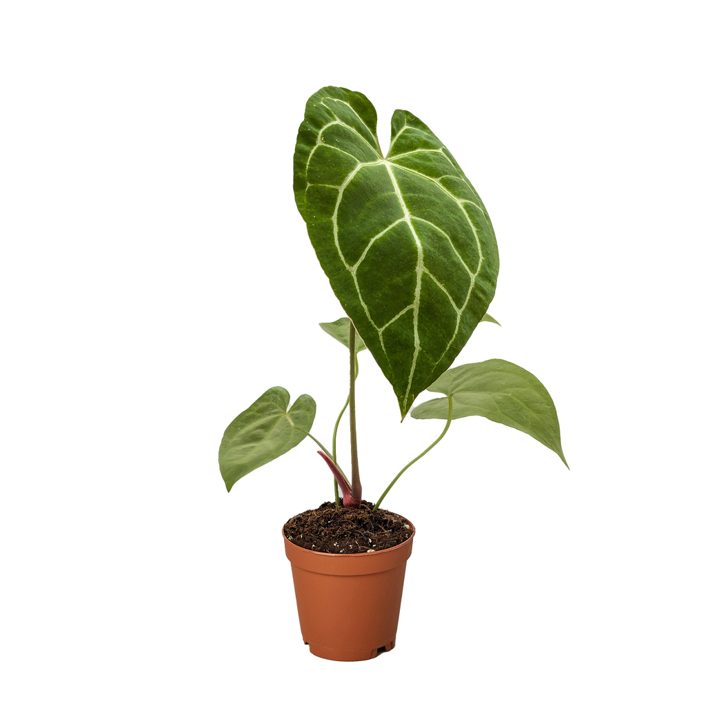 anthurium crystallinum buy Anthurium Crystallinum