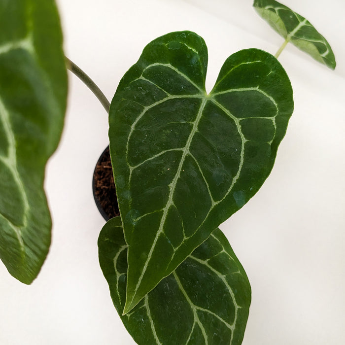 anthurium austrailia wholesale Anthurium Crystallinum