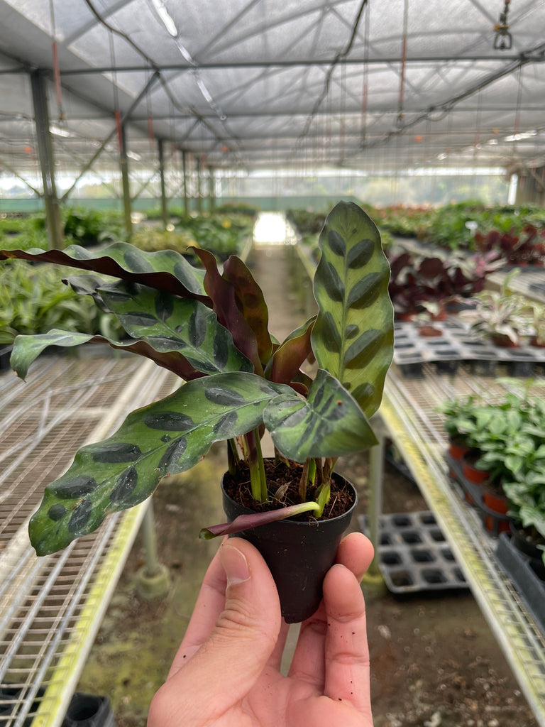 indoor rattlesnake plant Calathea Lancifolia 'Rattlesnake'