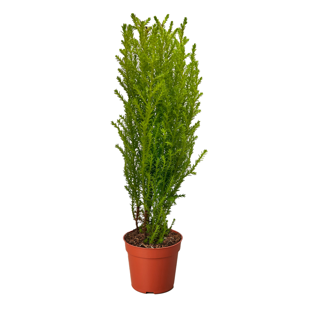 is lemon cypress an indoor plant Cypress Lemon