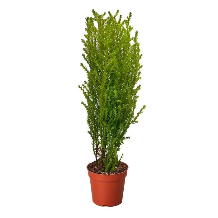 cupressus indoor plant Cypress Lemon