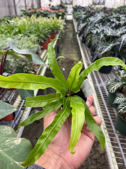 bird's nest fern air purifying Fern 'Bird's Nest Hurricane'