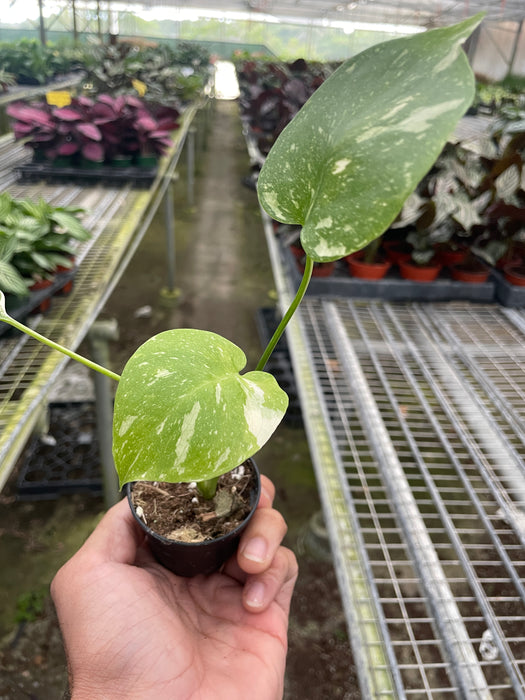 thai constellation monstera for sale Monstera 'Thai Constellation' | Indoor Plant | Tropical Plant