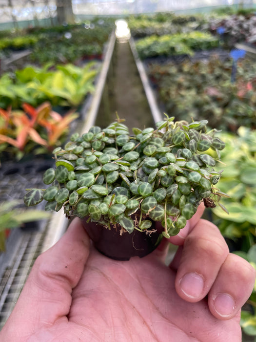 peperomia succulent plant Peperomia Prostrata 'String of Turtles'