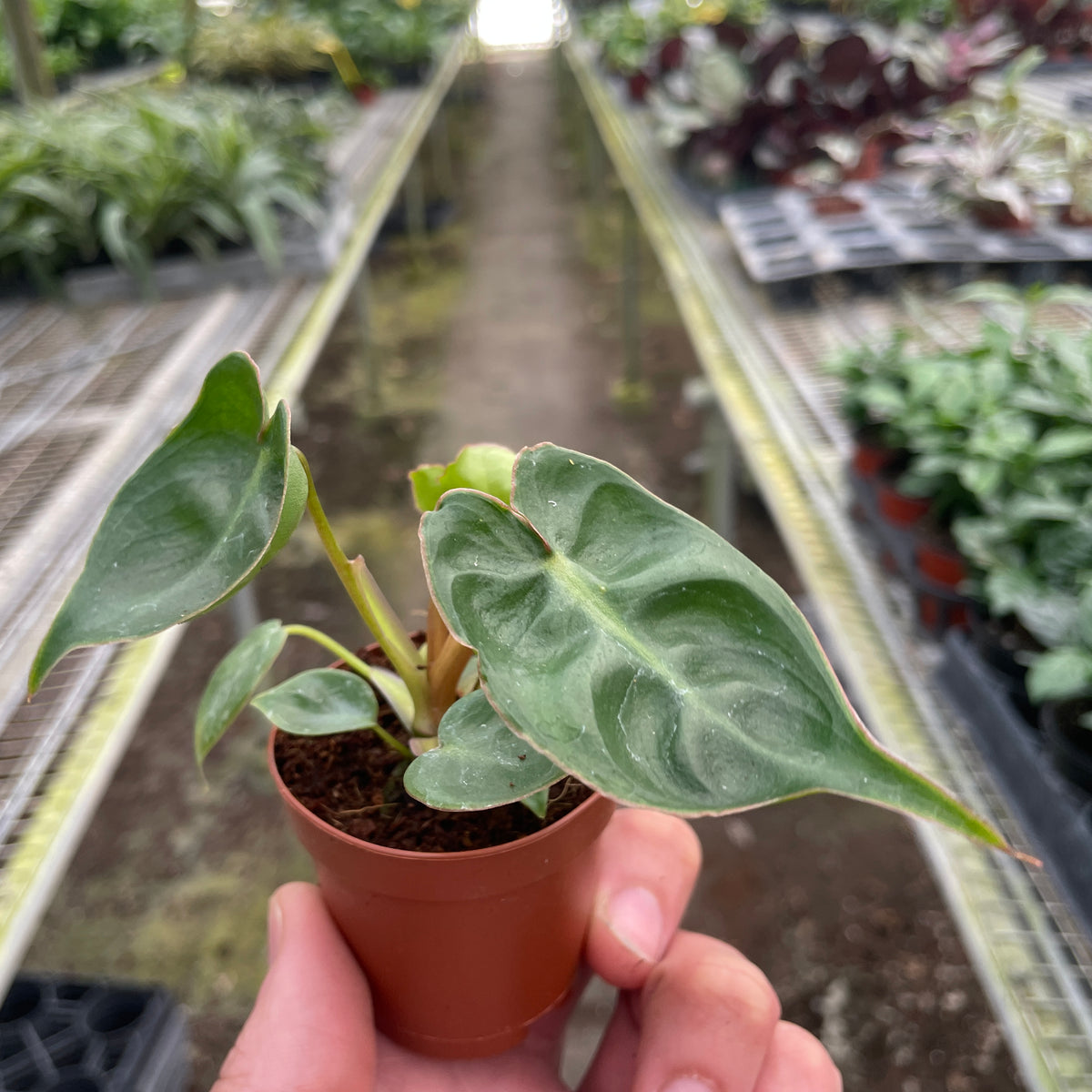 philodendron billietiae for sale Philodendron 'Billietiae' | Indoor Plant | Tropical Plant