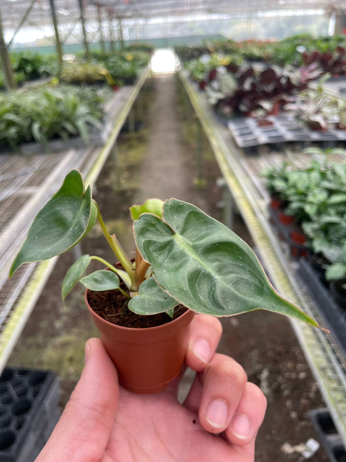 Philodendron 'Billietiae' | Indoor Plant | Tropical Plant