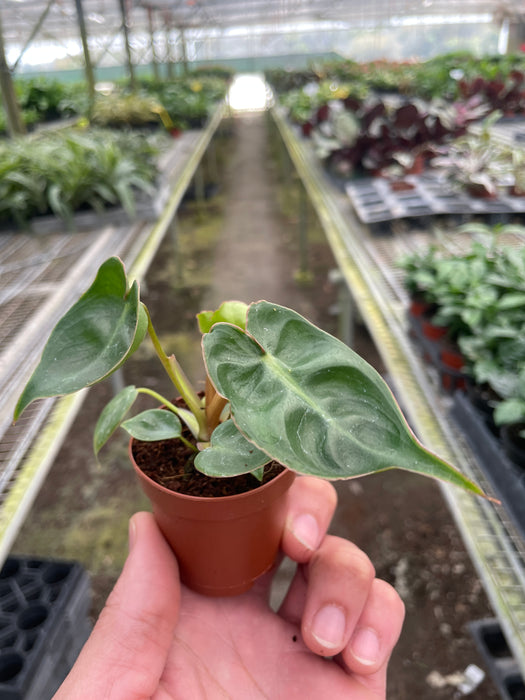 philodendron greenhouse Philodendron 'Billietiae' | Indoor Plant | Tropical Plant
