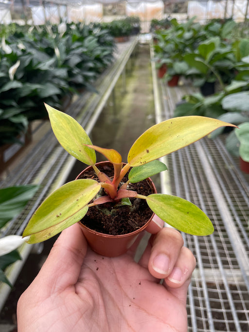 quad color philodendron Philodendron 'Painted Lady' | Indoor Plant | Tropical Plant