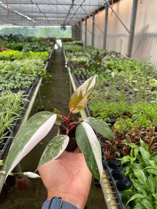 pink princess philodendron seeds Philodendron 'Pink Princess' | Indoor Plant | Tropical Plant | Potted Plant
