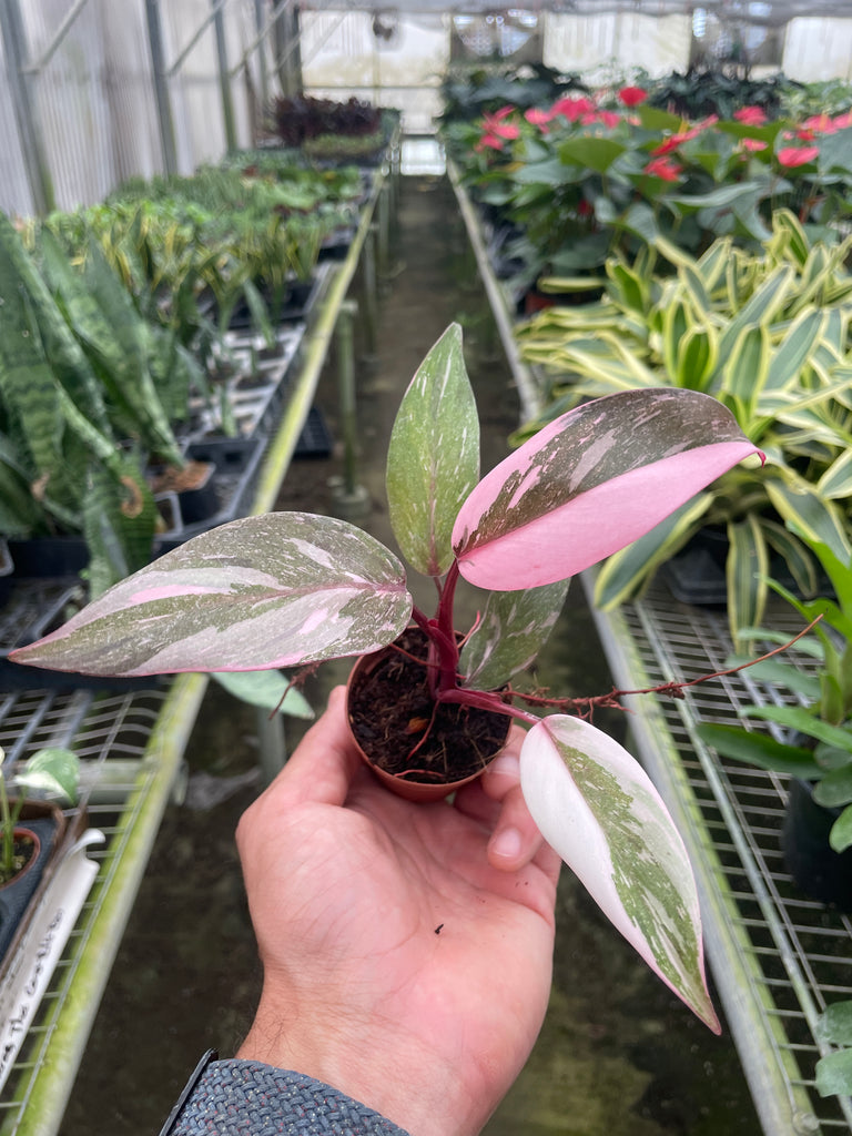 Philodendron 'Pink Princess' | Indoor Plant | Tropical Plant