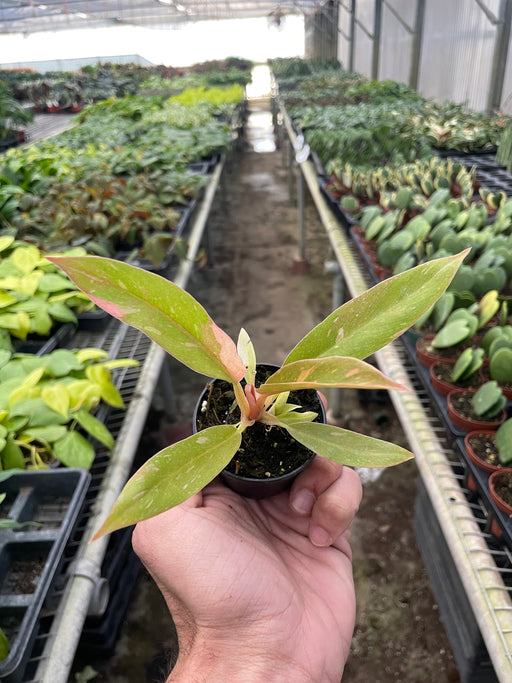 philodendron ring of fire for sale Philodendron 'Ring of Fire' | Indoor Plant | Tropical Plant