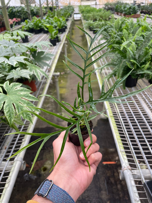 philodendron tortum for sale Philodendron 'Florida Bronze' | Indoor Plant | Tropical Plant