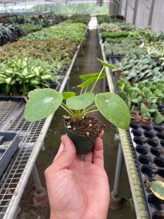 chinese money plant cost Pilea Peperomioides 'Chinese Money' | Indoor Plant | Tropical Plant | Potted Plant