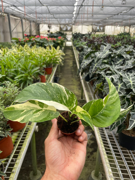 pothos plant variegated Pothos 'Albo Variegata'