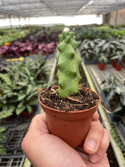 booby plant pot Boobie Cactus