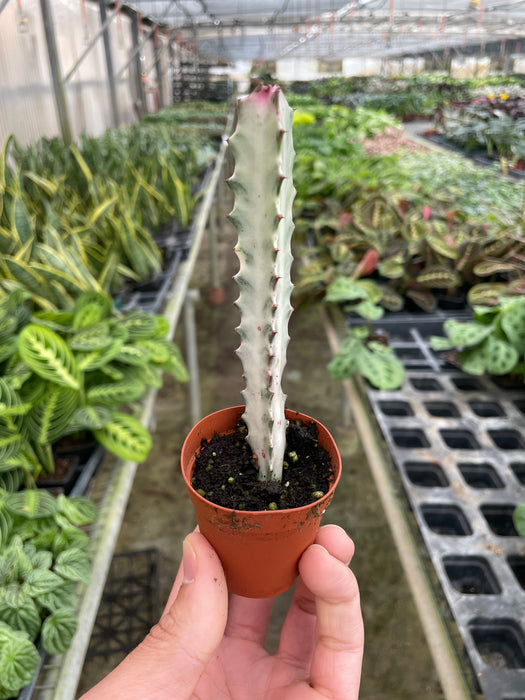 dragon bones succulent Succulent Euphorbia 'Dragon Bone'