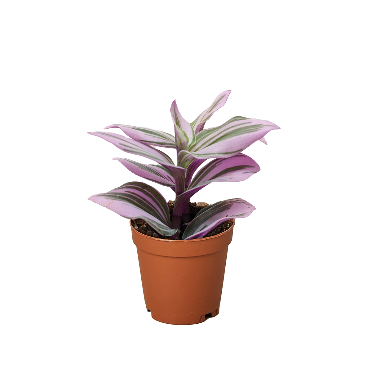 is tradescantia nanouk a succulent Tradescantia 'Nanouk'