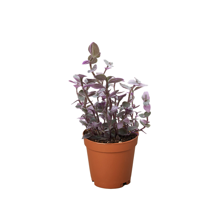 pink panther plant indoor care Tradescantia Callisia 'Pink Panther'