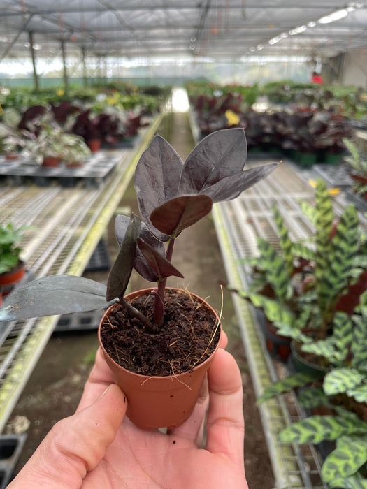 oscura black zz plant ZZ Zamioculcas 'Black Queen' | Indoor Plant | Tropical Plant | Potted Plant