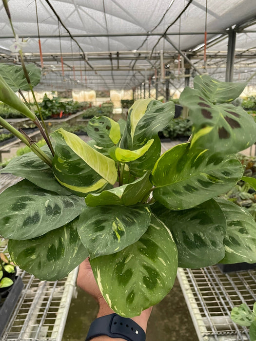 house plant distributor Pre-Pack #4
