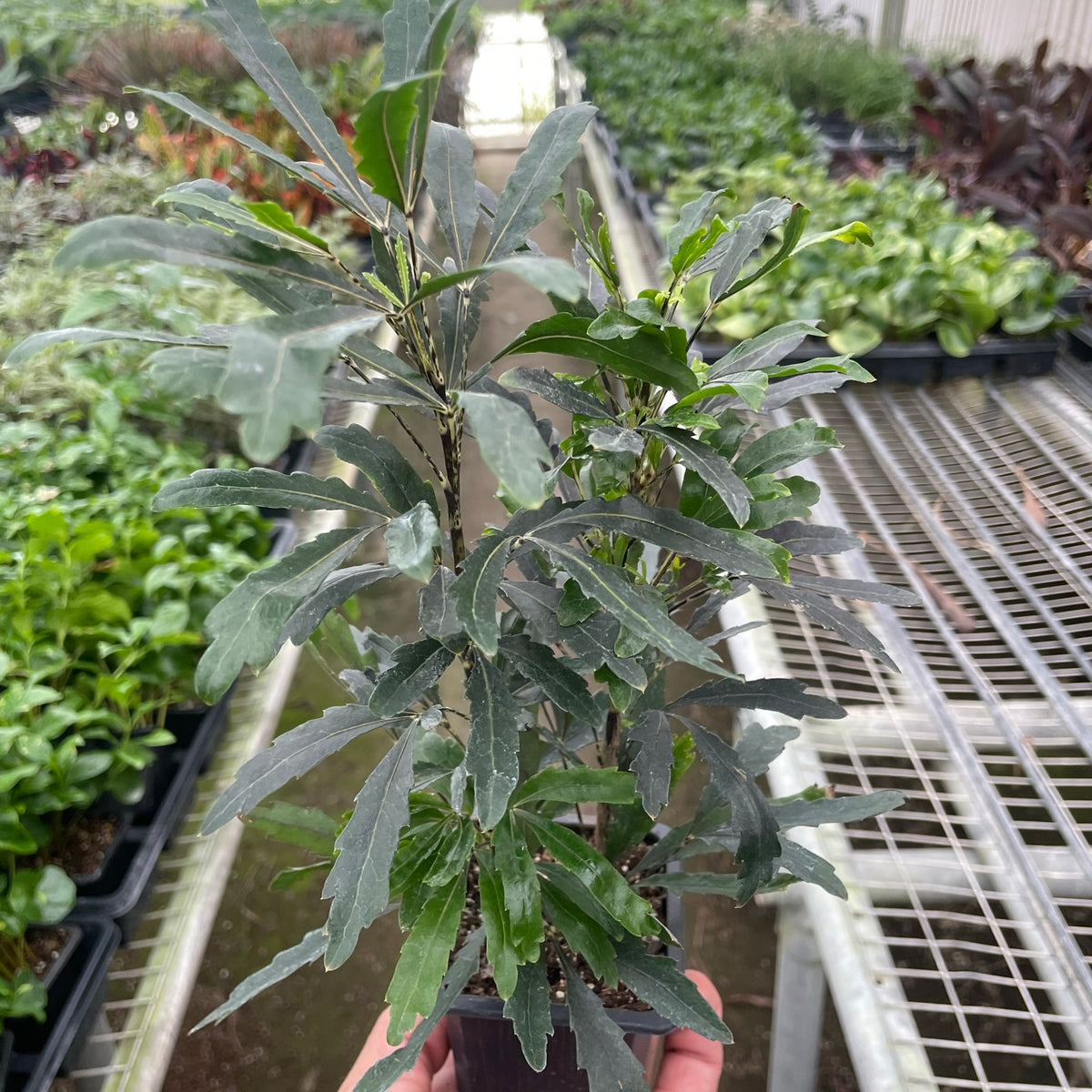 Aralia 'Green'