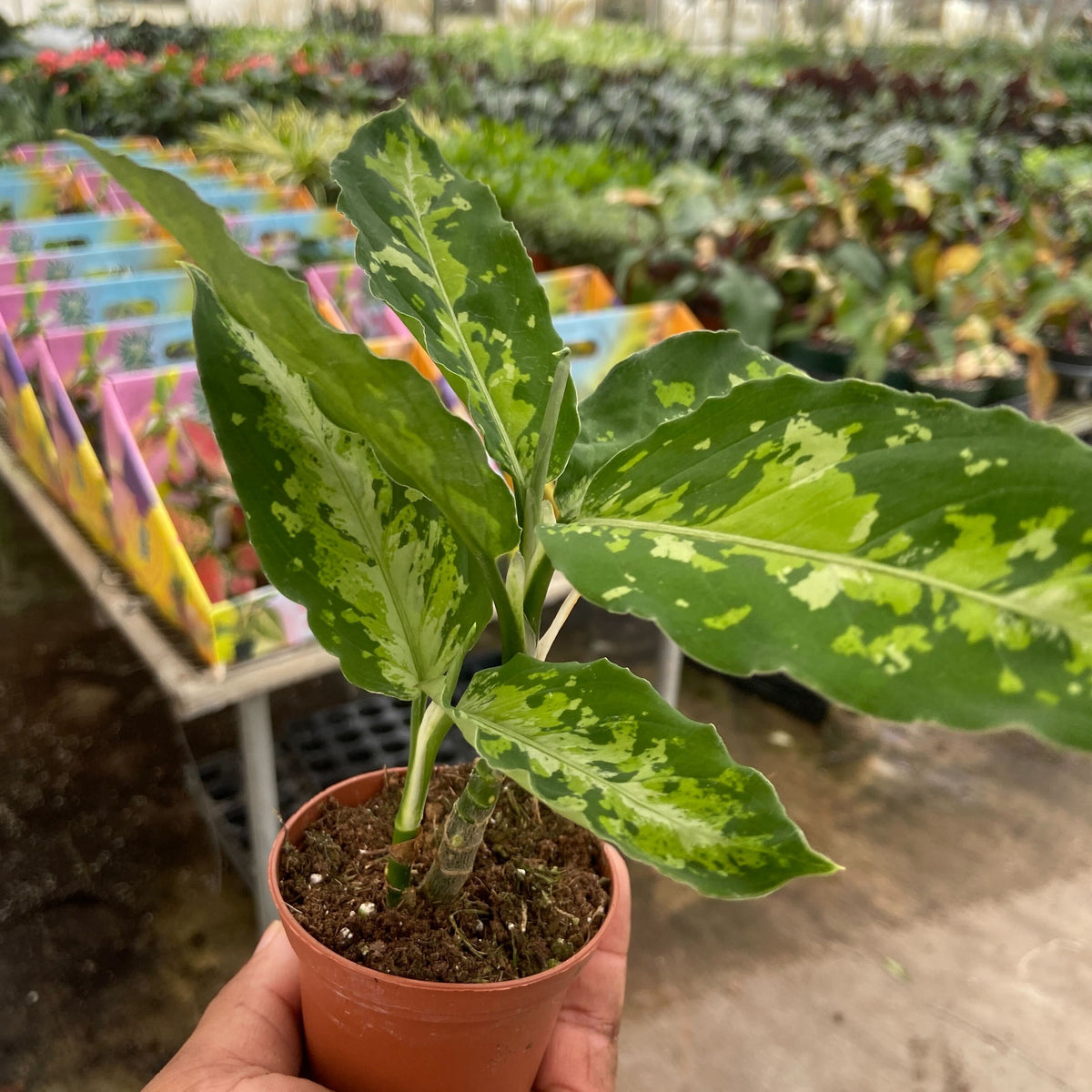 Chinese Evergreen Pictum Tricolor | House Plant Wholesale